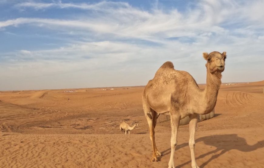 6-Hour Evening Camel Safari Dubai & BBQ Dinner
