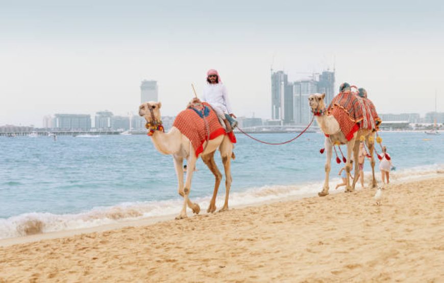 Camel Ride Experience on JBR Beach