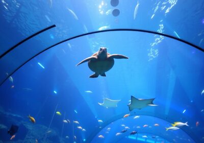 Dubai Mall aquarium tunnel