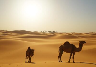 Does it get cold in Dubai Desert Safari?
